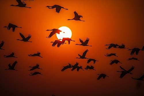 सिलसिला's image