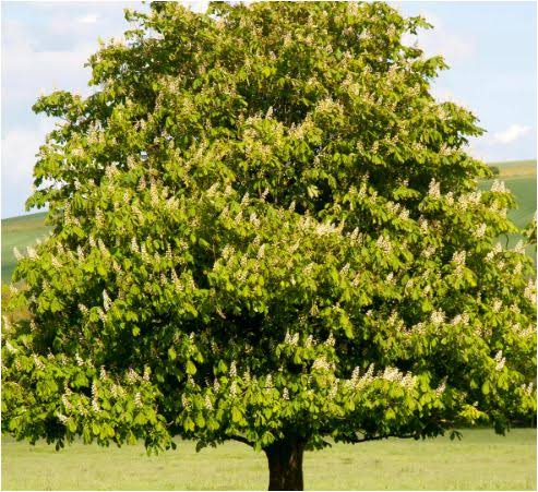 परोपकार's image