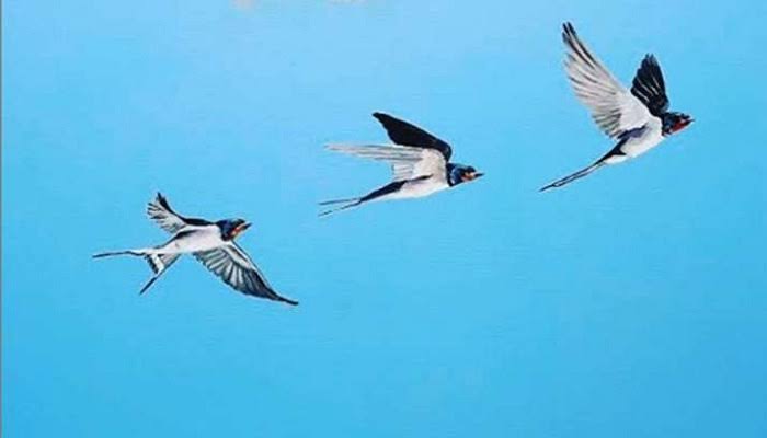 परिंदों को मंजिल's image