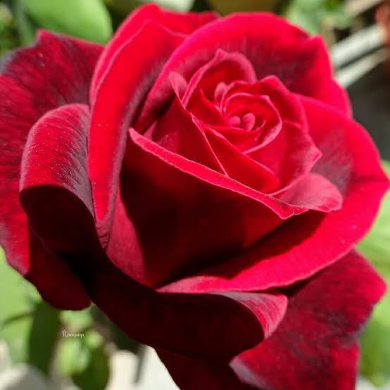 फूल बनकर's image