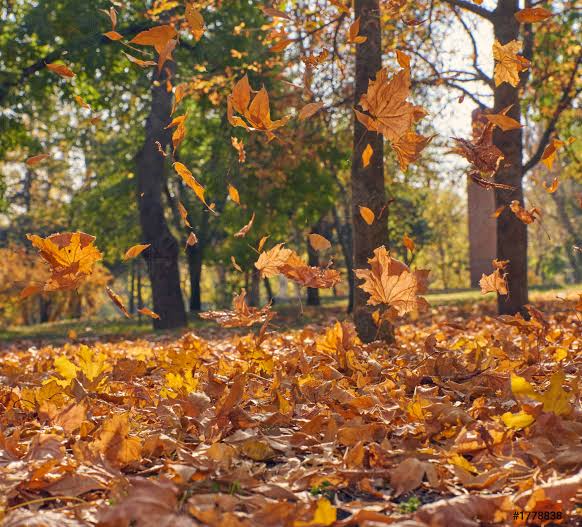 पेड़ की व्यथा's image