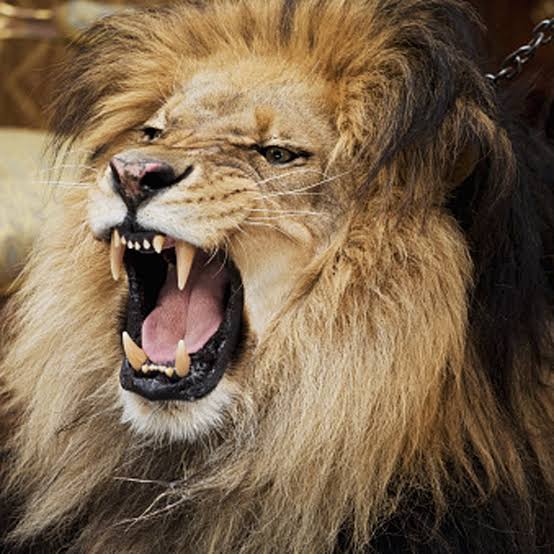 जानवर's image