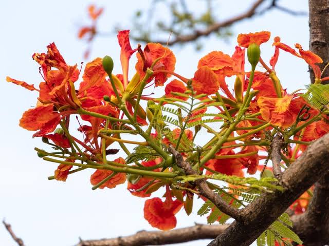 पेड़ का जीवन's image