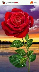 गुलाब की दास्ताँ's image