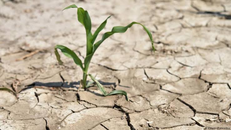 उम्मीद's image