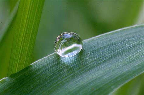 Os ki boondein's image