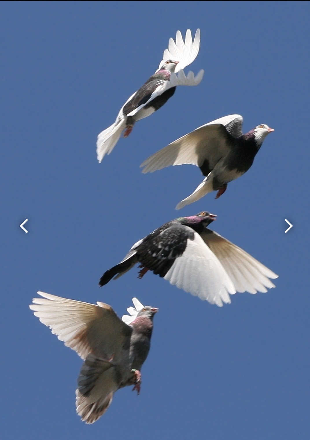 खुशी का मूल's image