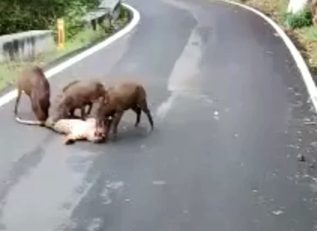 सबकी बात" कोई भी शिकार कर लेगा"'s image