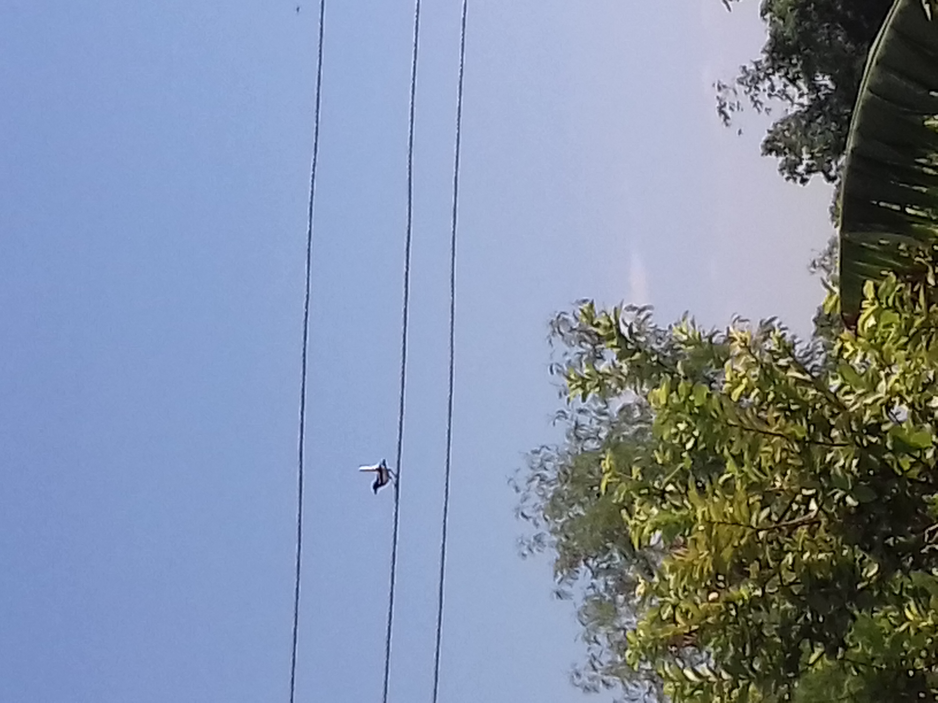 चिड़िया's image