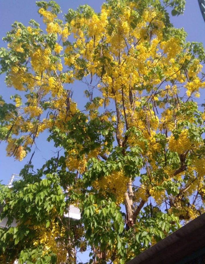 अमलतास
