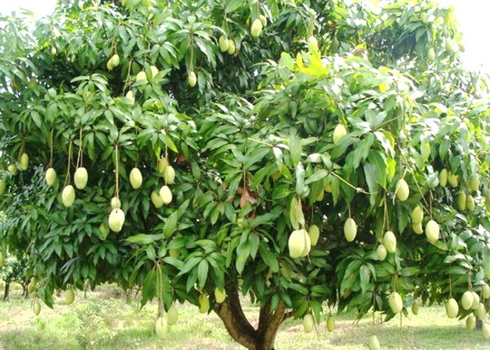 कच्ची अमिया's image