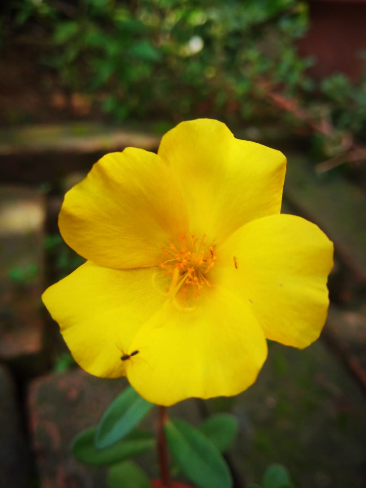 प्रेम's image