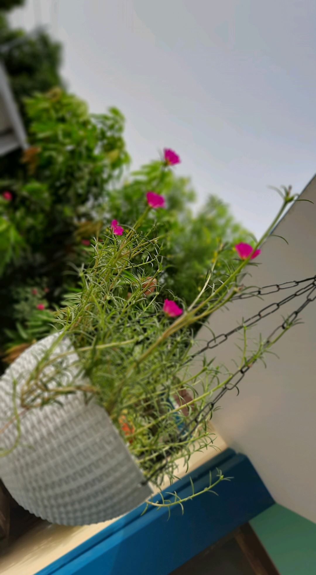 पंछी और डाल's image