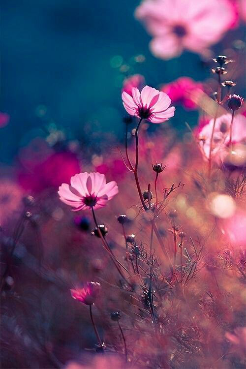 Mohabbat Shayari's image