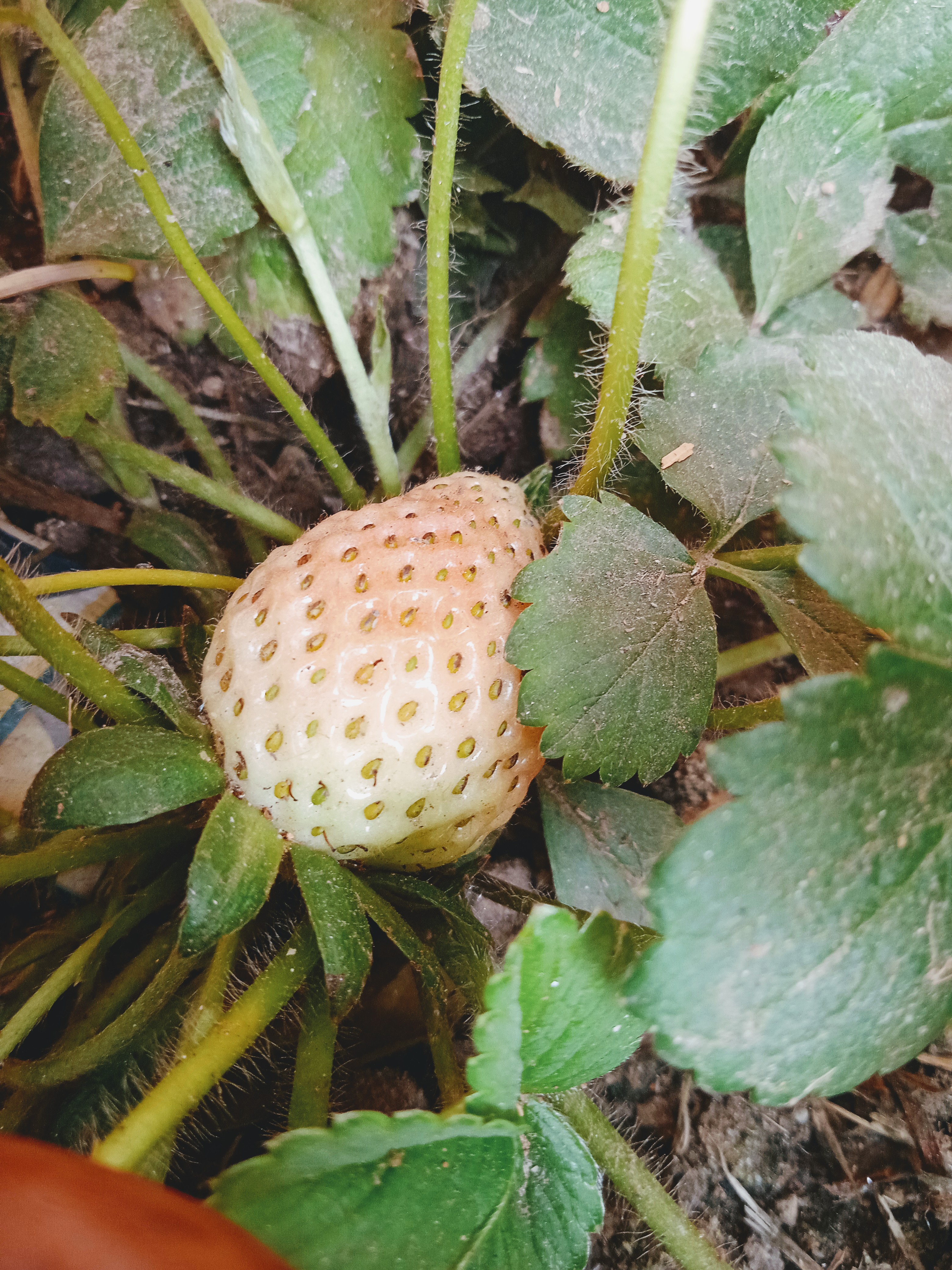 शोहरते।'s image