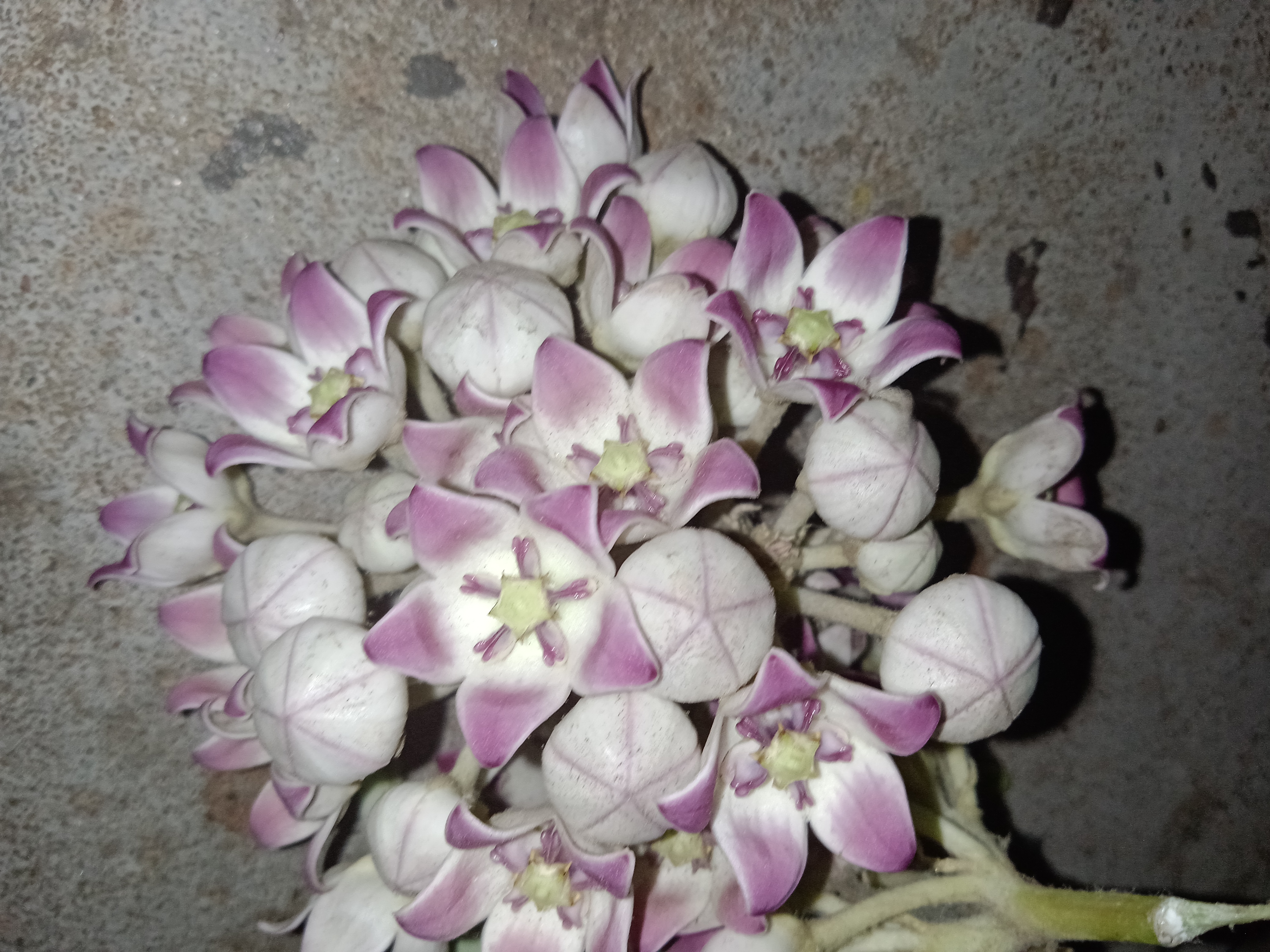 तुम छोड़ गए।'s image