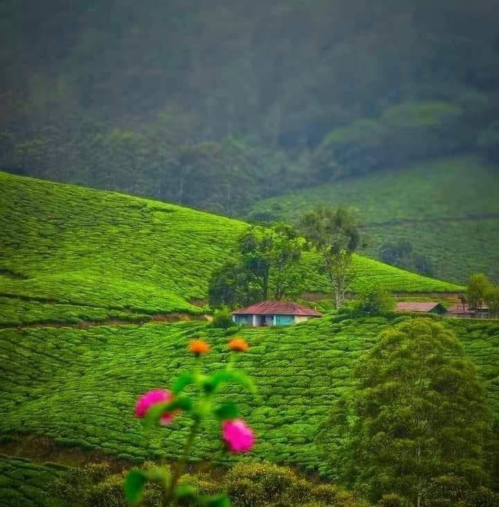 गाँव की मिट्टी's image