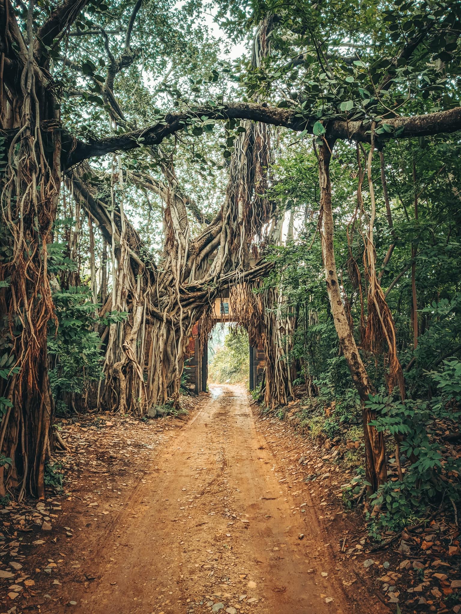 सशक्त दरख़्त's image