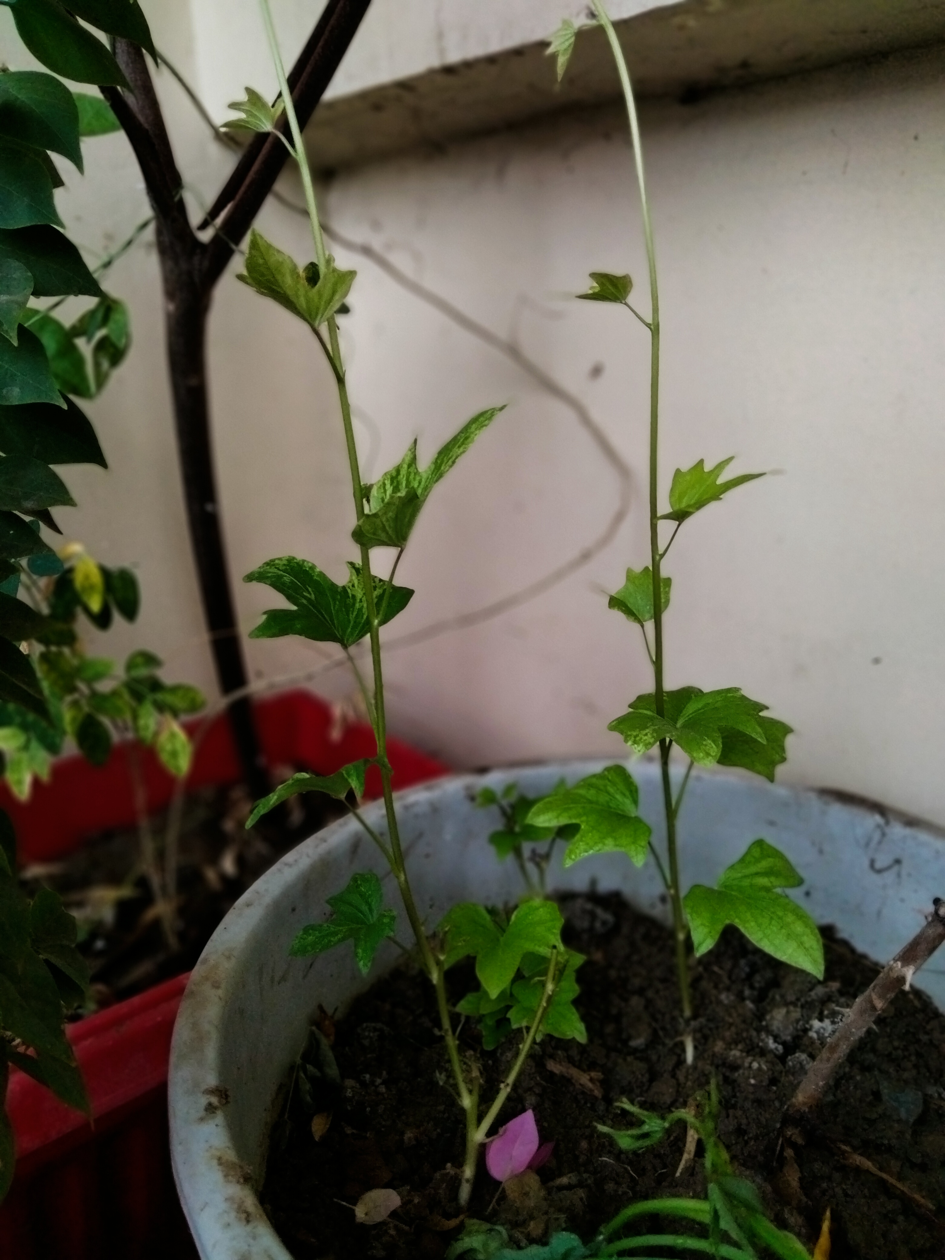 चलो फिर से जियें हम