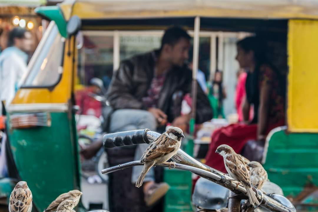 अधिकार's image