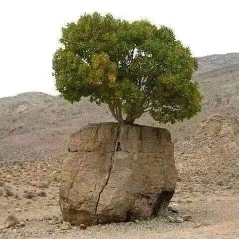 अनुग्रह's image