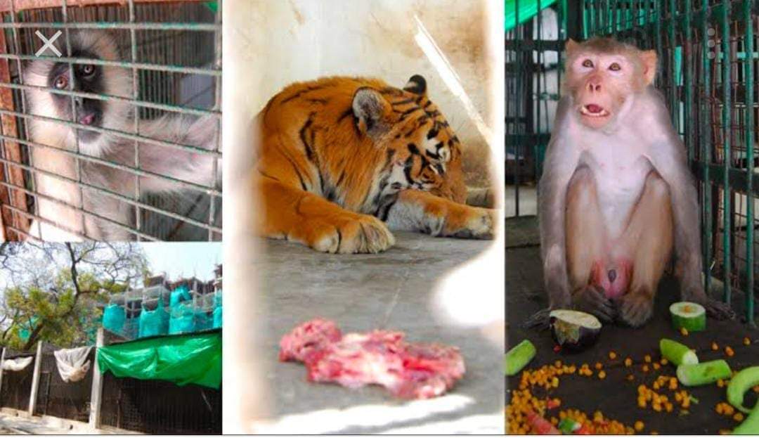 बेजुबान's image