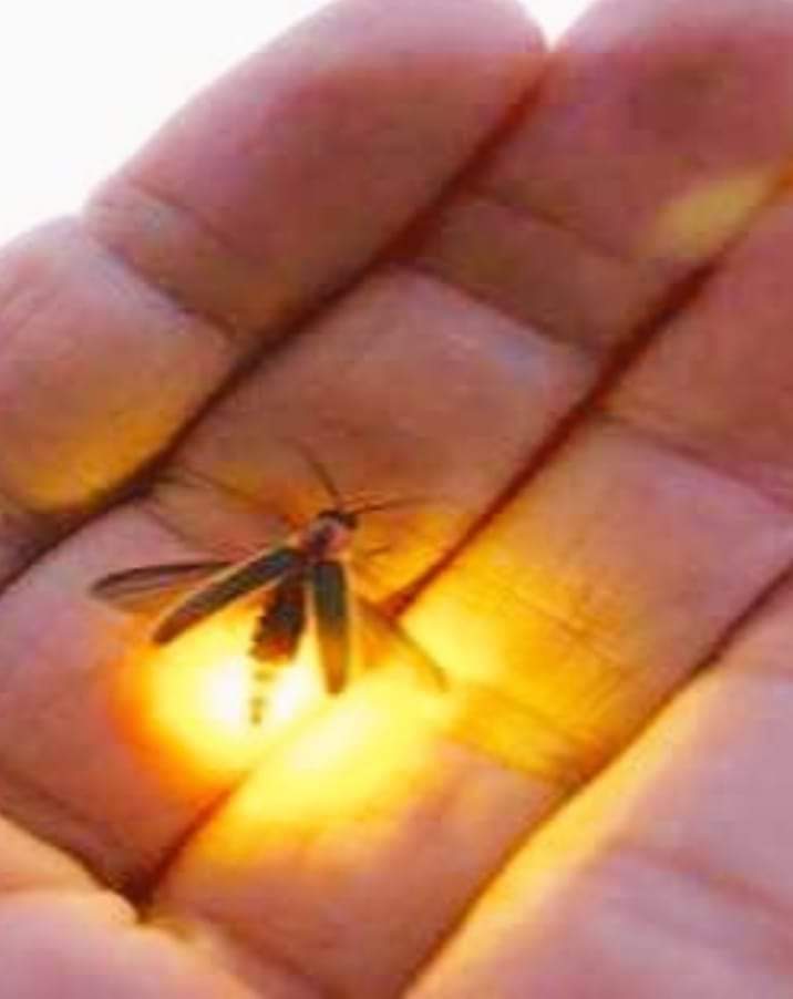 रोशनी की तलाश में...'s image