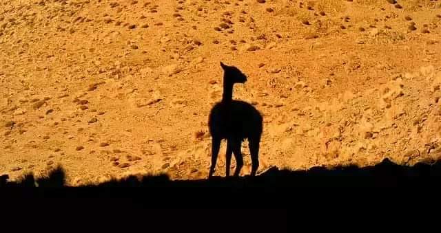 मृगतृष्णा's image