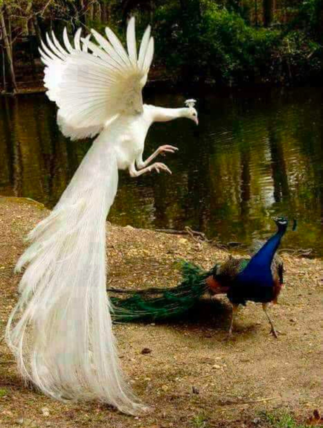 प्यार को प्यार से और क्या चाहिए's image