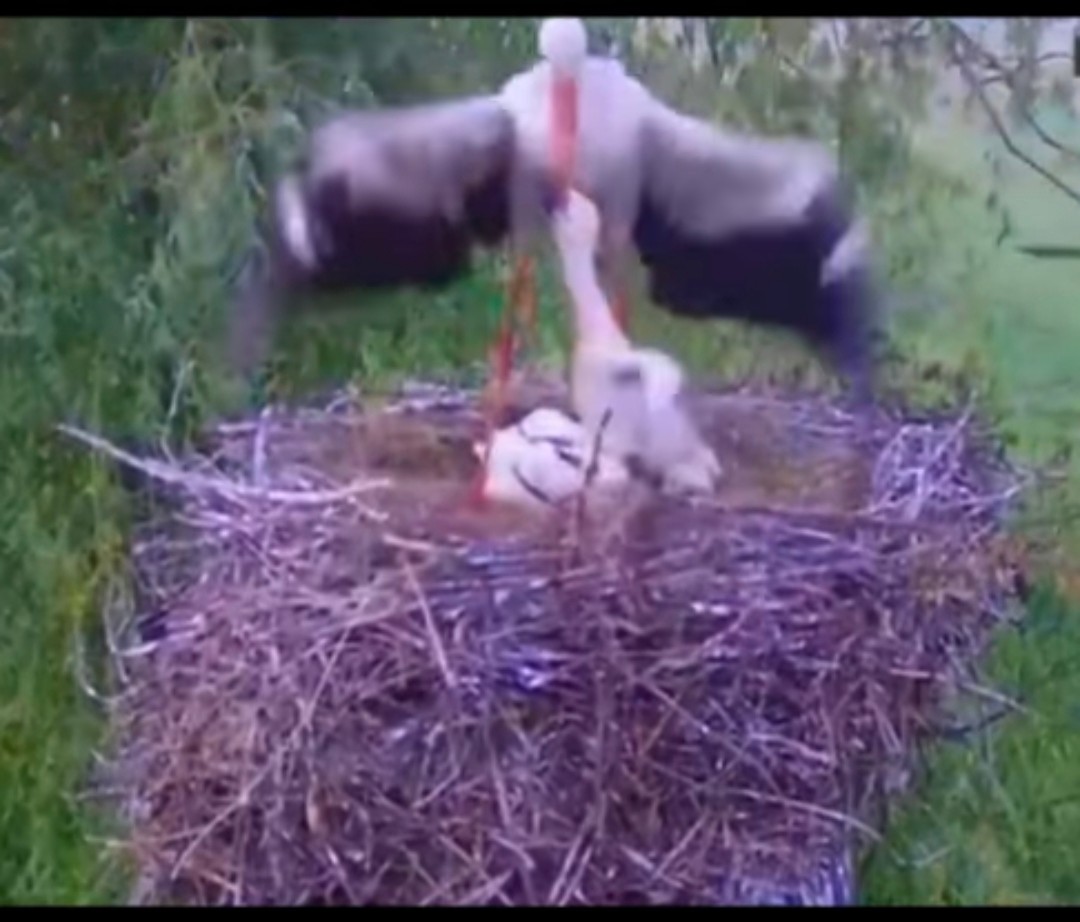 सिलसिला's image