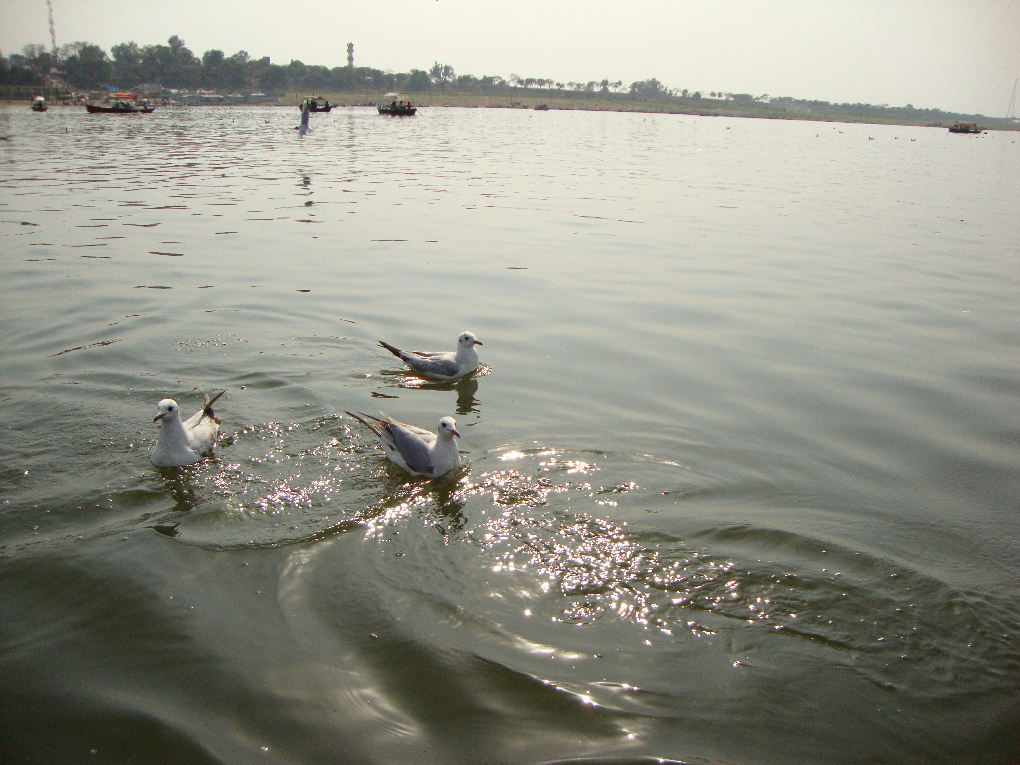 नहीं भूलता's image