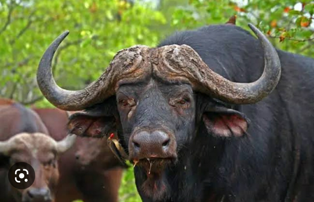 शेर राजा नहीं होता's image