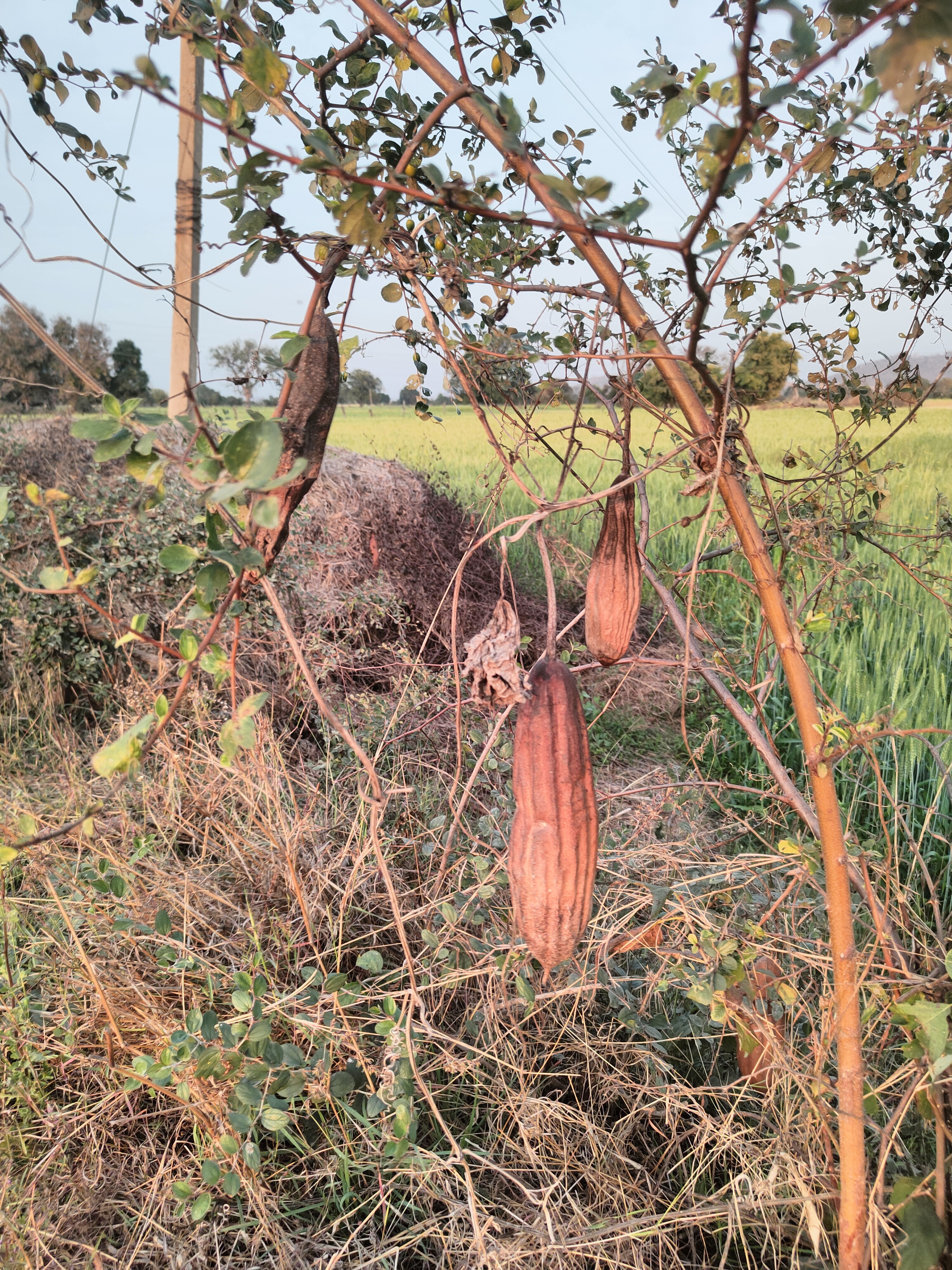 छल-प्रपंच की दुनिया's image