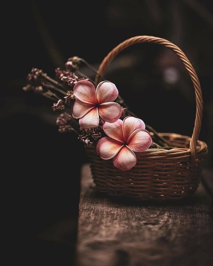 दरिया's image