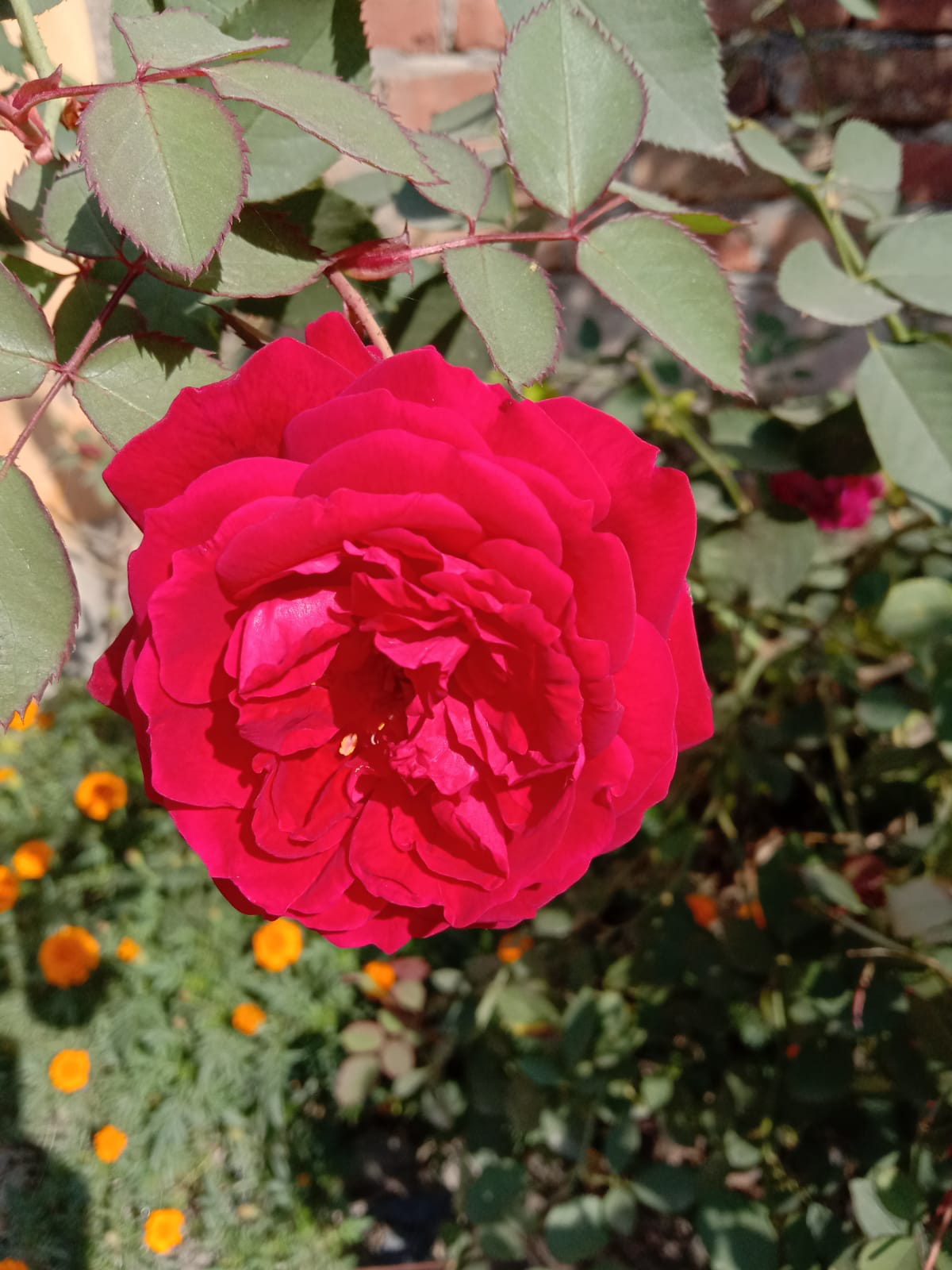 सालगिरह's image