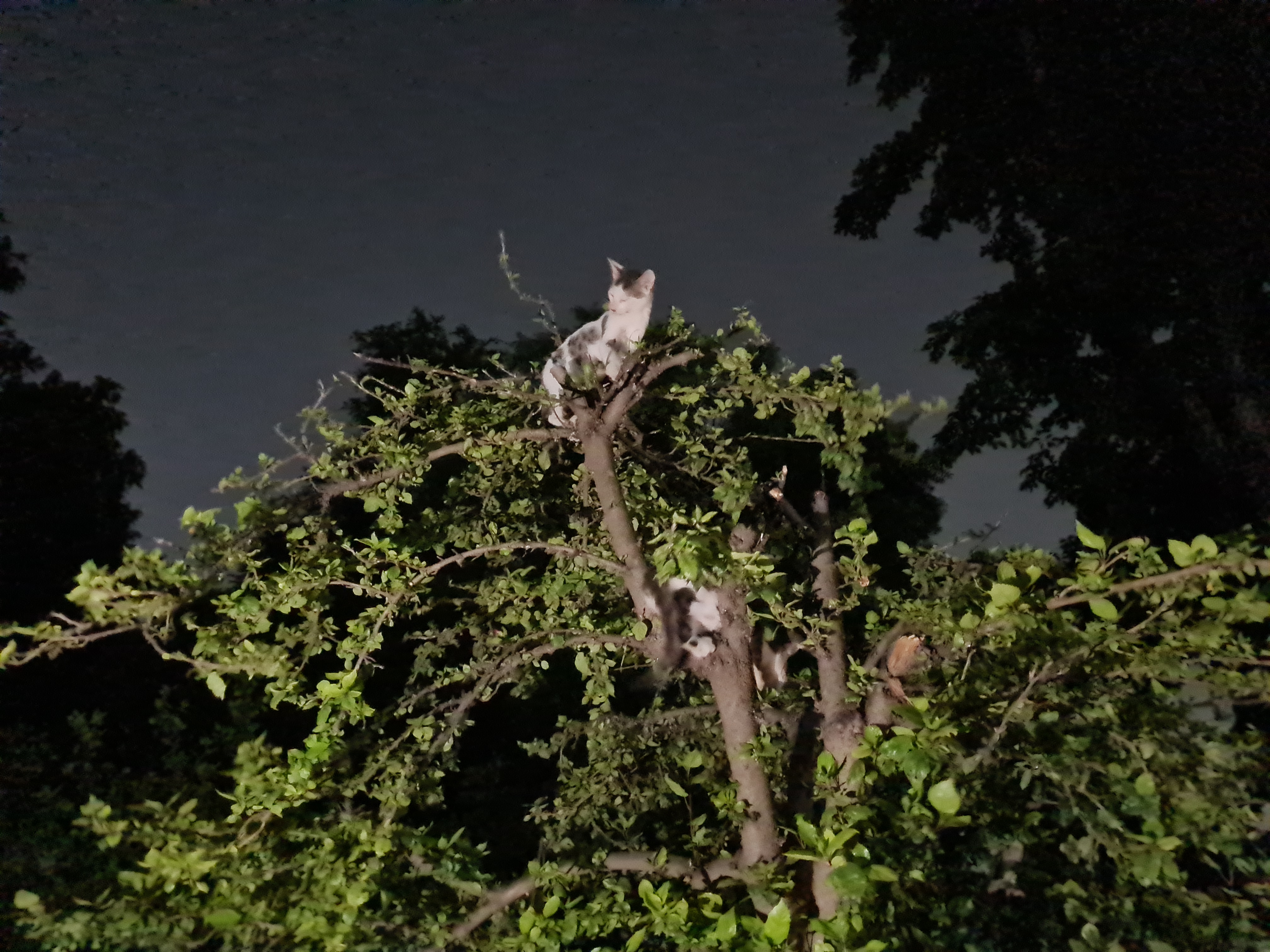 मेरे ख्वाब जो हकीकत बने हैं आज.....'s image