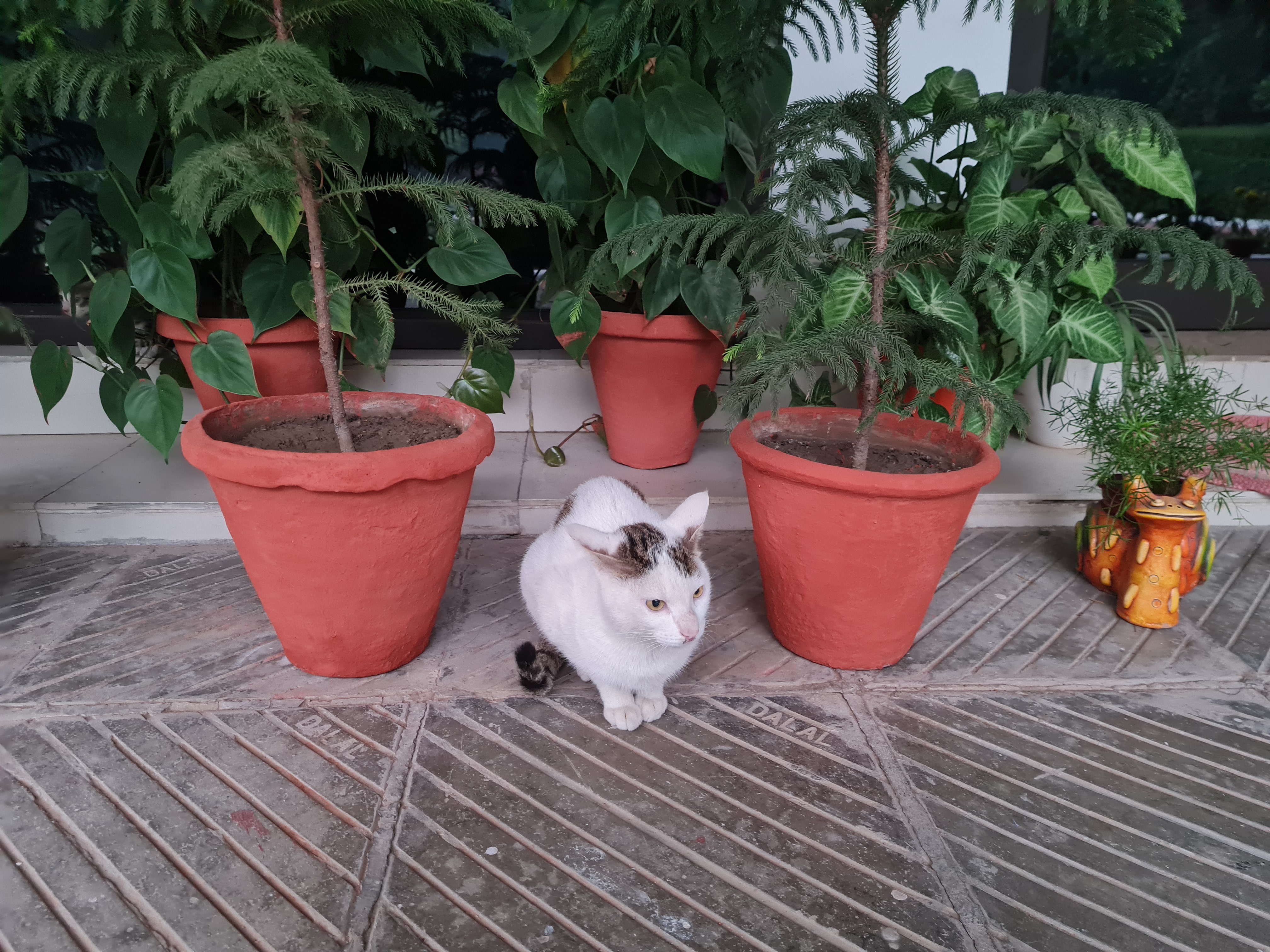 Priceless platinum's image