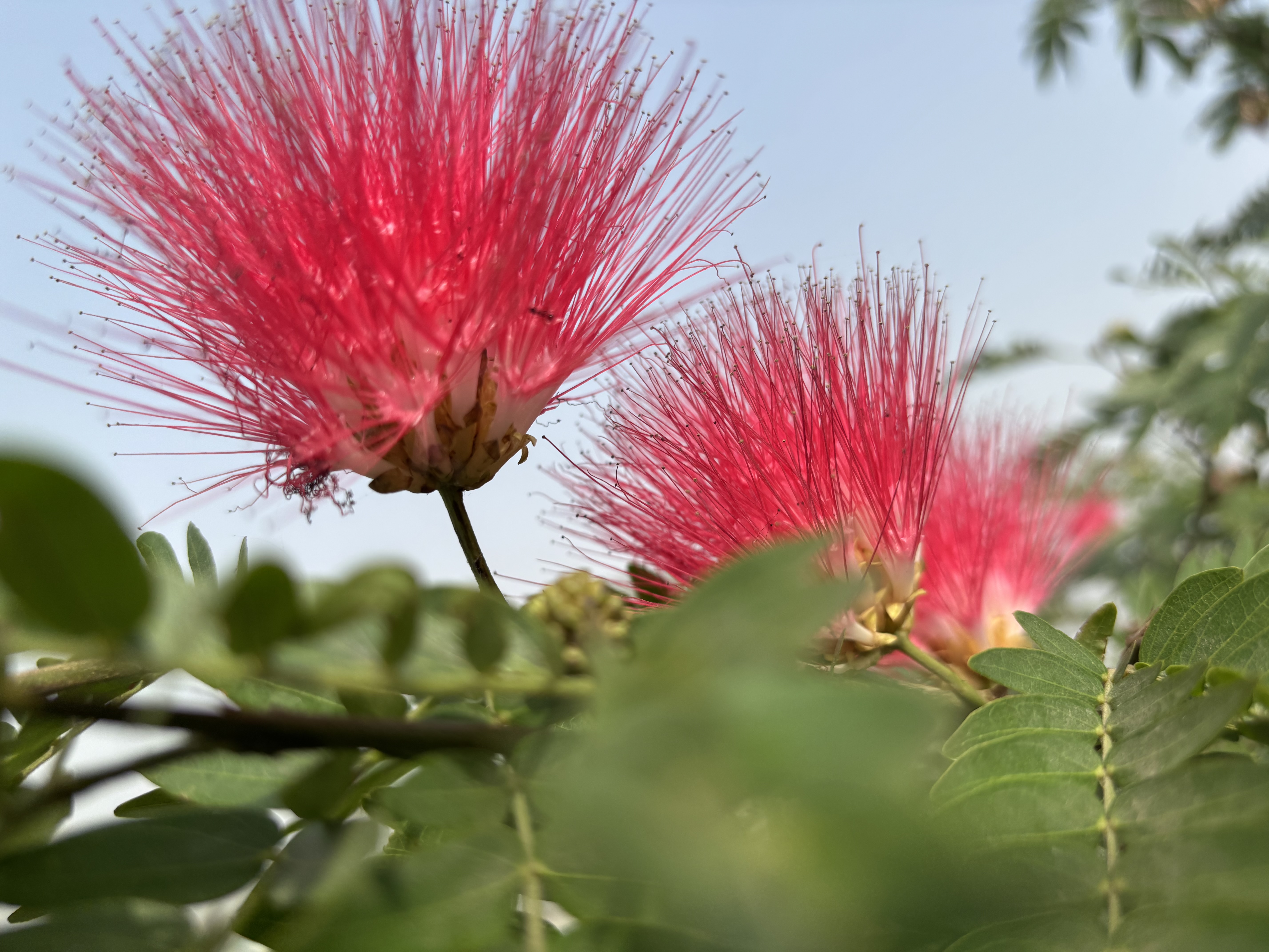 कच्ची दाल से मुग़लई पकवान का सफ़र..19/40.  40 Poems in 40 Days's image