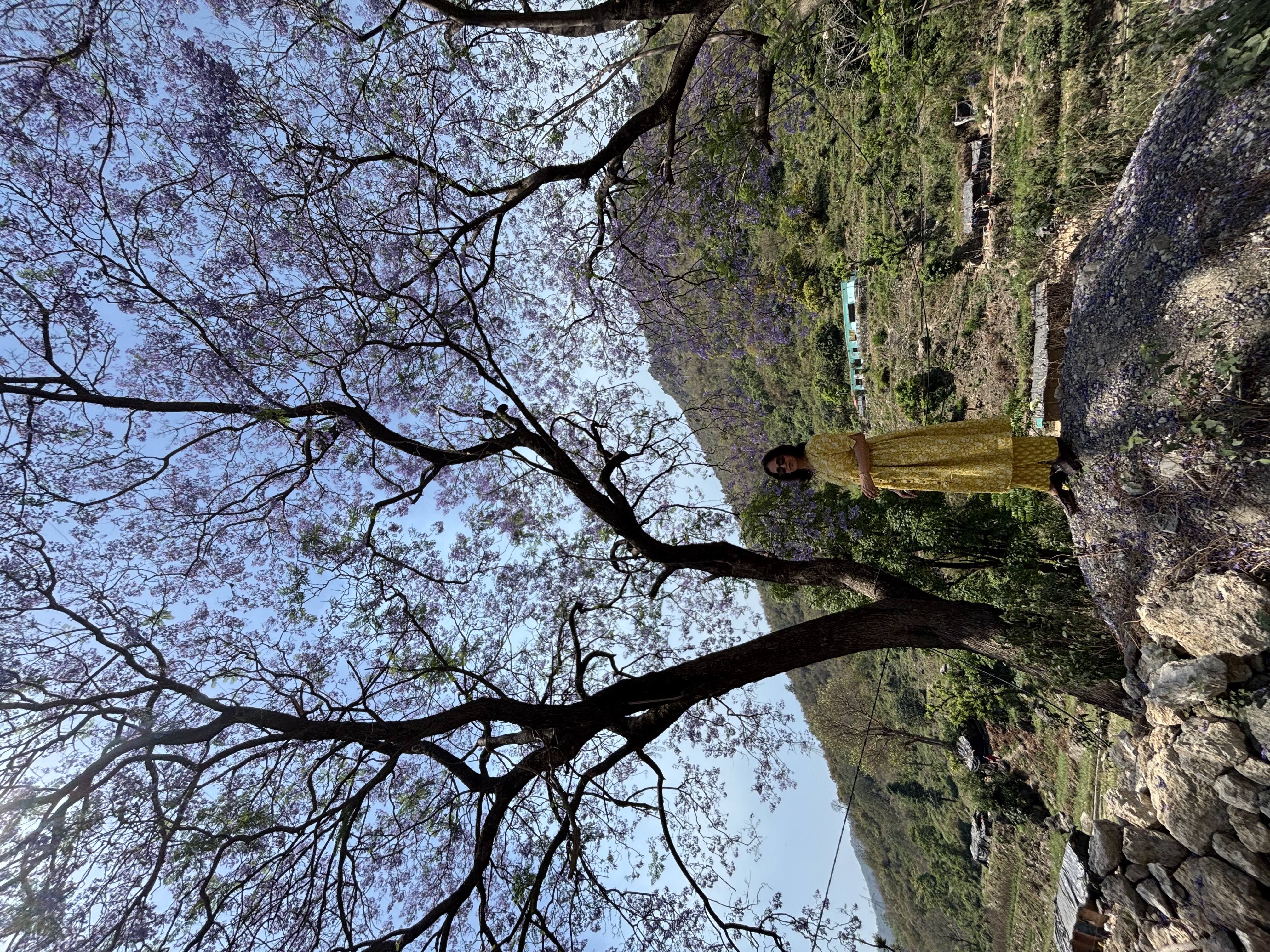 इश्क़ मेरा भी पात पात...32/40.  40 Poems in 40 Days's image