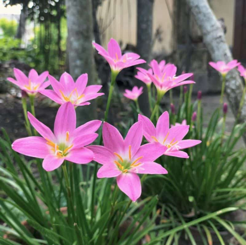 फूल और मैं's image