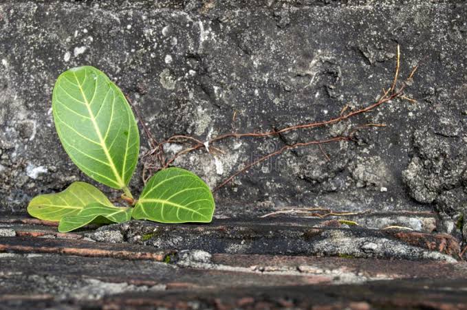 "संभावनाएं "'s image