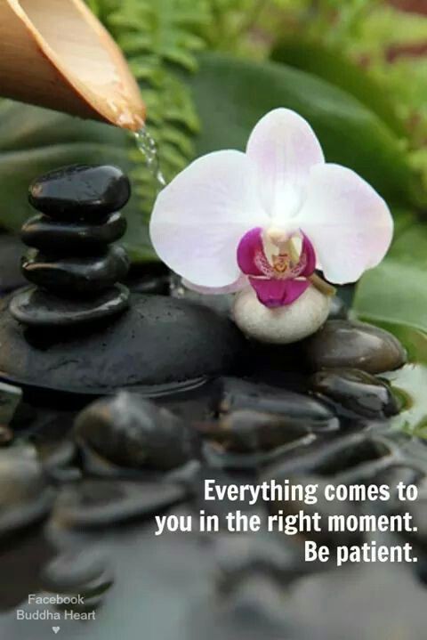 सदाबहार's image