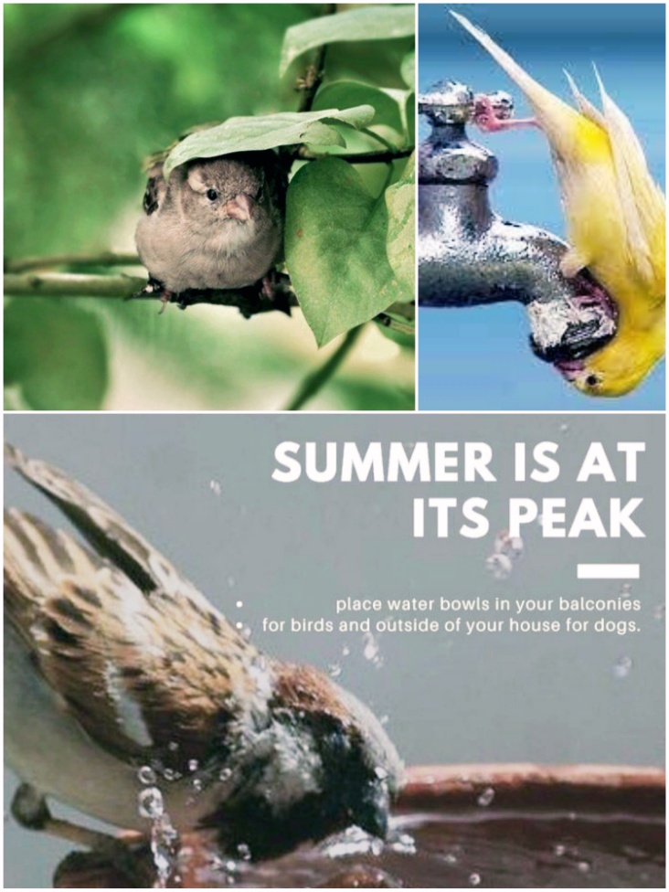 साक्षी पंछी's image