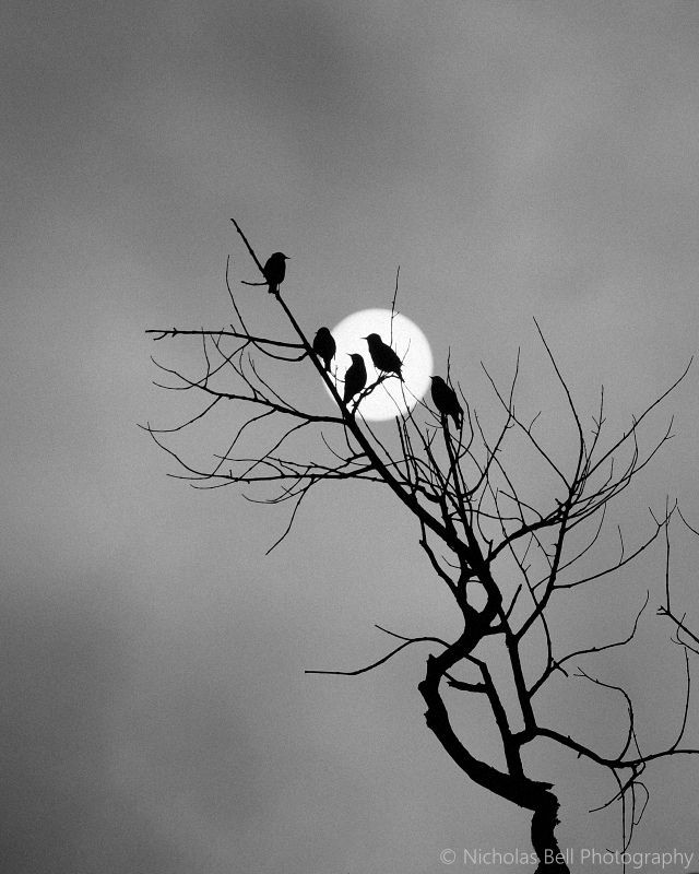 Anita Singh Sabharwal