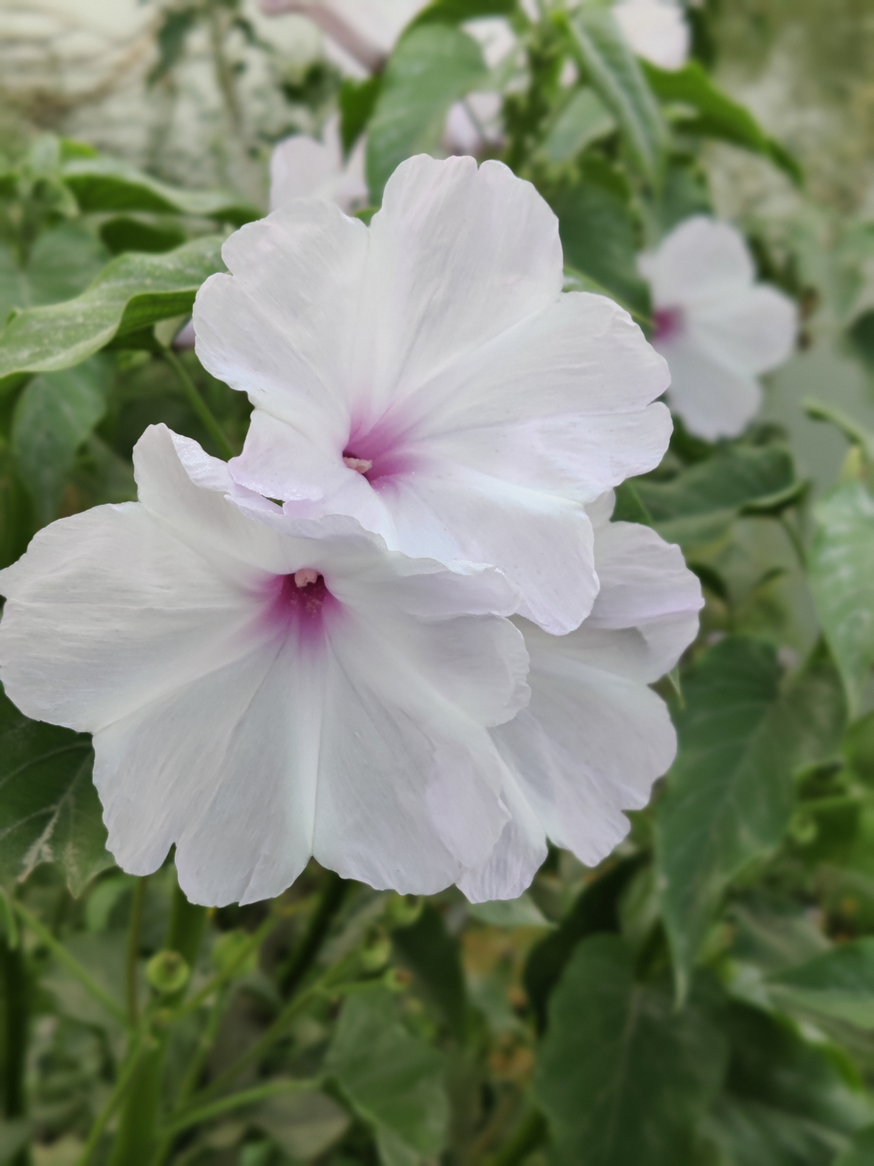 अस्काम आइना अस्काम आइना