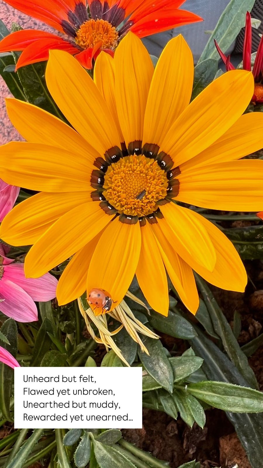 Kavitha Kudiyaa's pic