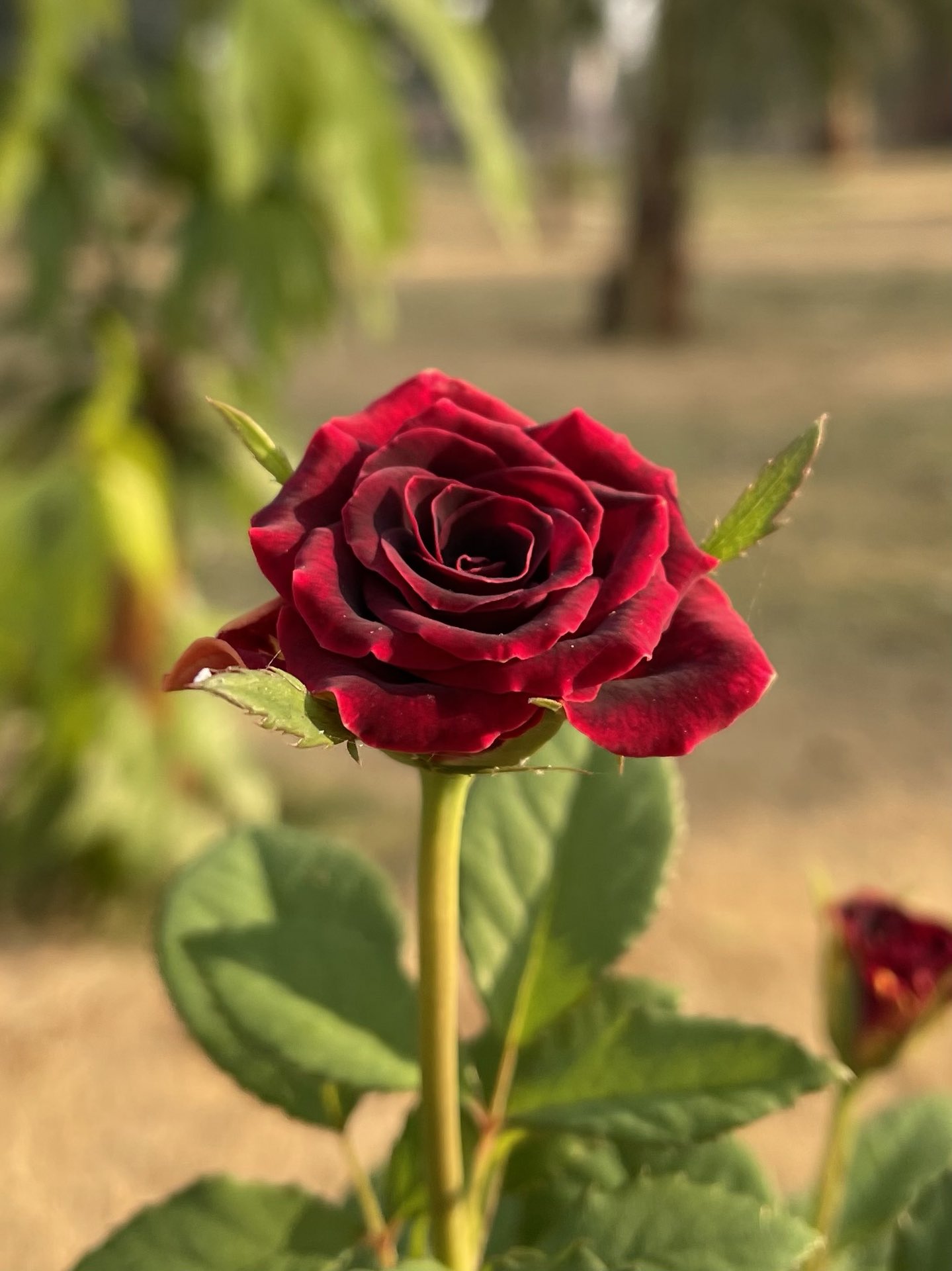 Mohansingh Lohiya